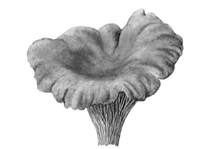 Logo De Cantharel